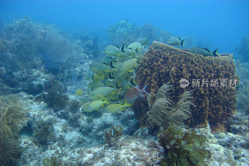 水下海洋生物