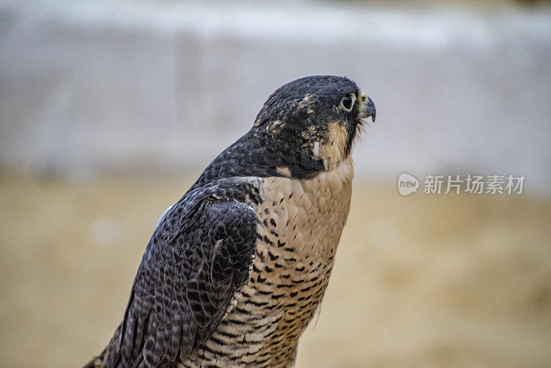 猎鹰在卡塔尔多哈等待起飞。