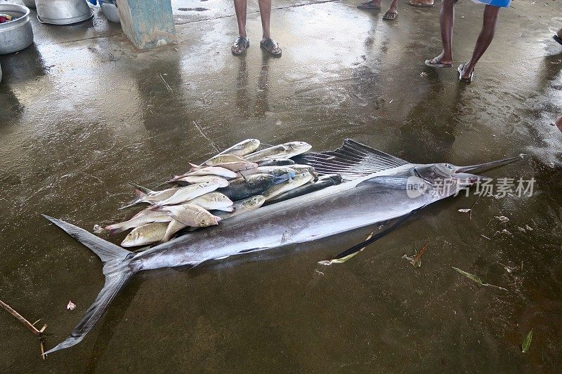 在印度南部喀拉拉邦附近的印度洋上，旗鱼、旗鱼、剑鱼和其他海鱼在海鲜市场拍卖的地板上