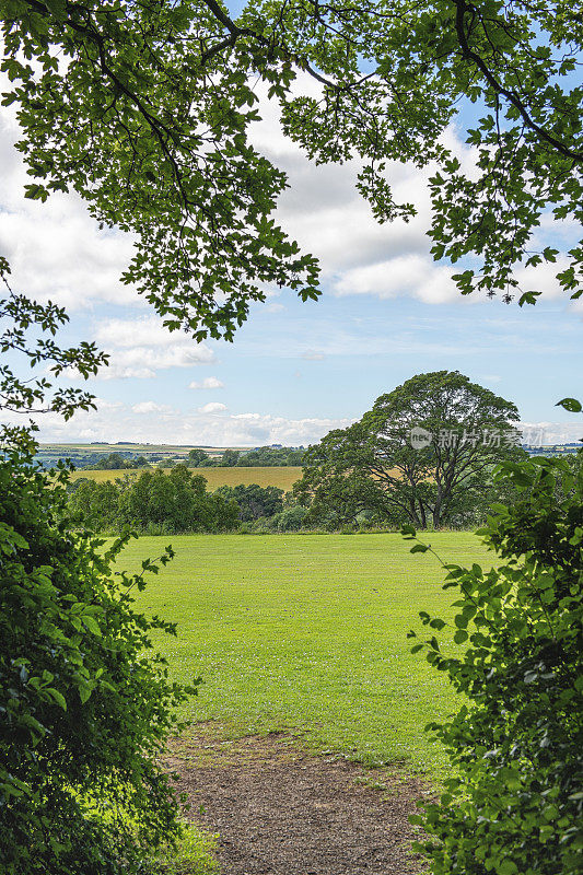 在北约克郡的荒原上，伸出的树枝勾勒出一幅英国乡村的风景画。