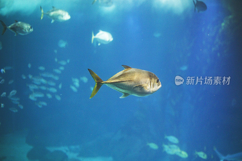 里斯本水族馆里的鱼