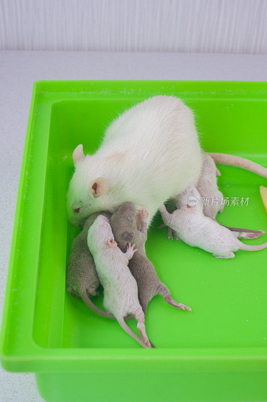 老鼠妈妈抱着她的幼崽。装饰啮齿动物家族特写。