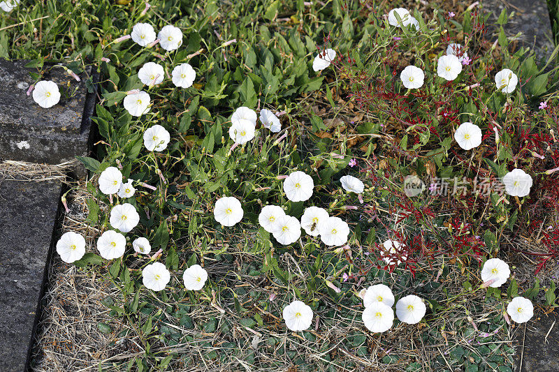 墓地作为自然保护区白花田旋花