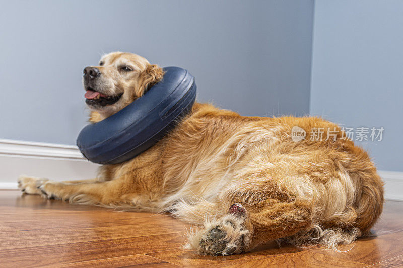 金毛猎犬戴着充气式e项圈，因为她的爪子上有溃烂的肿块