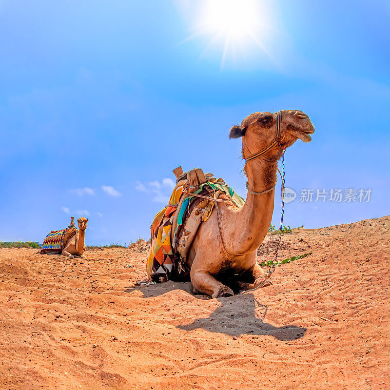 骆驼在沙漠上休息