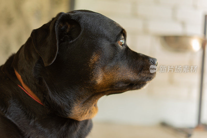罗威纳犬的肖像。悲伤的狗