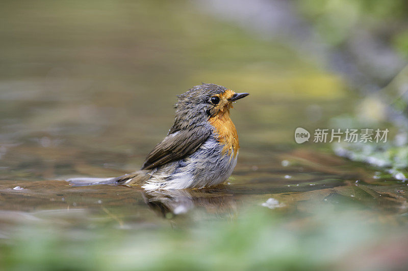 罗宾洗(红心rubecula)