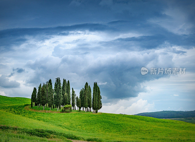 暴风雨天空中的柏树群