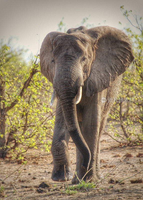 在南非克鲁格国家公园，大象朝着照相机的方向行走