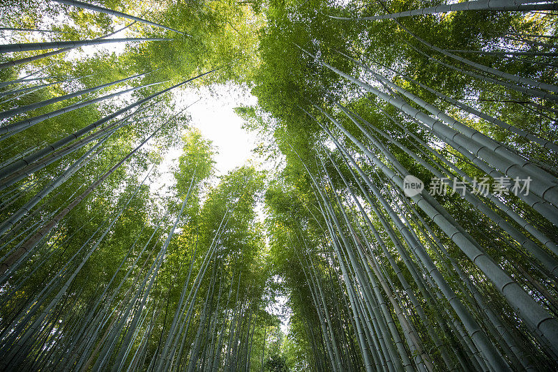 京都竹林