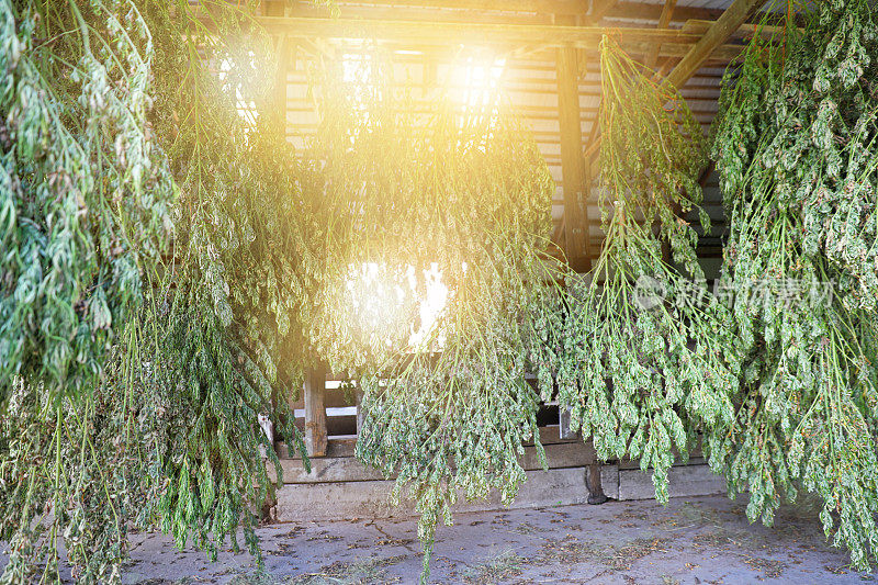 大麻植物晾晒挂在谷仓里