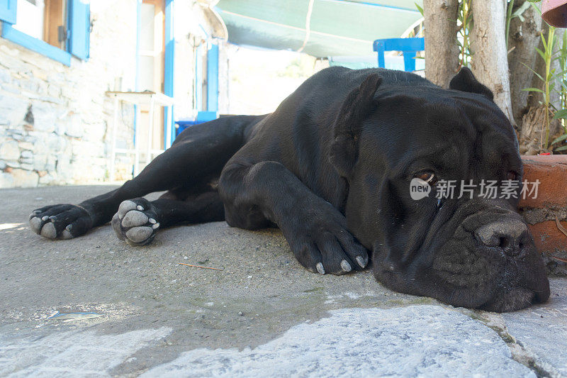可爱的黑狗躺在小路上