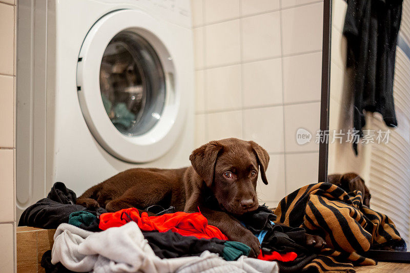 巧克力拉布拉多小狗在洗衣服上玩耍