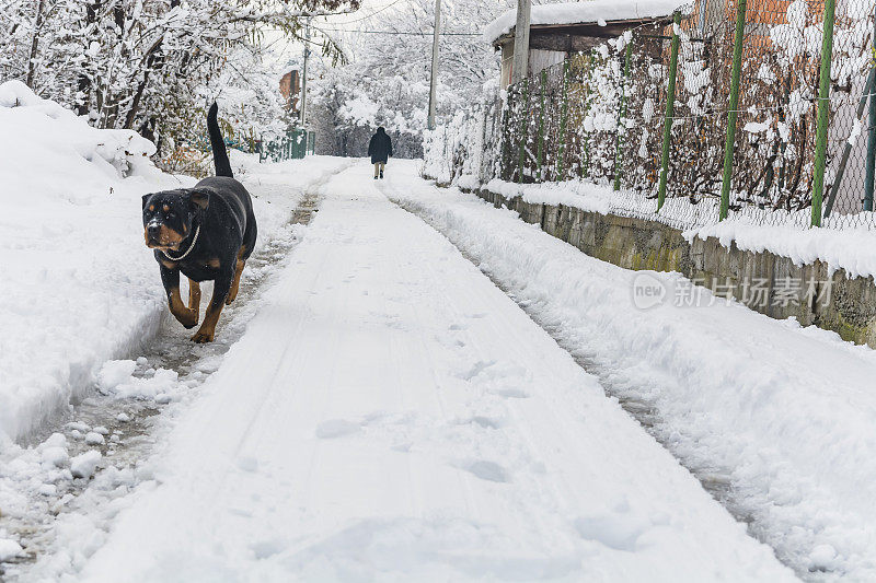 村子里的狗在雪地里玩耍