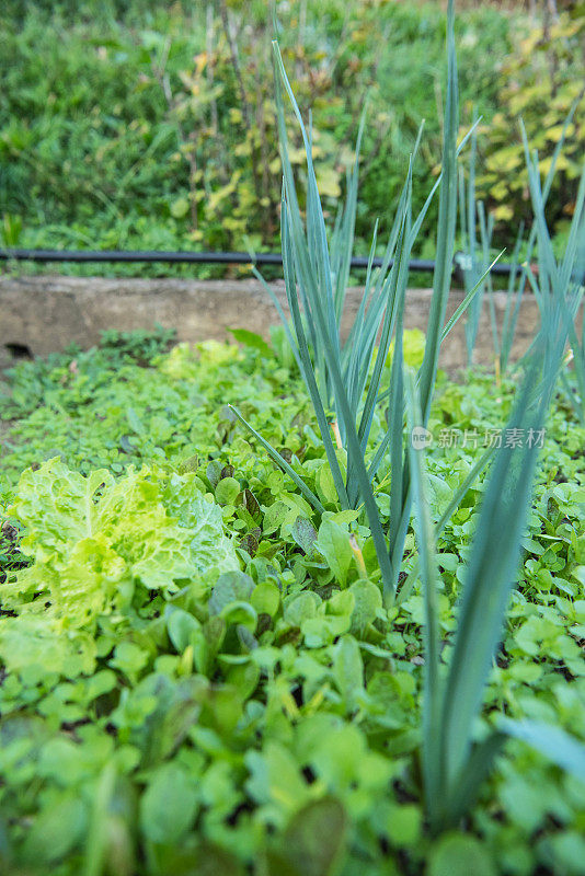 莴苣和韭菜植物生长，近距离