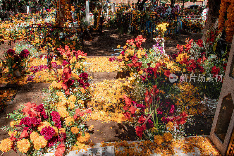 亡灵节墓地鲜花装饰