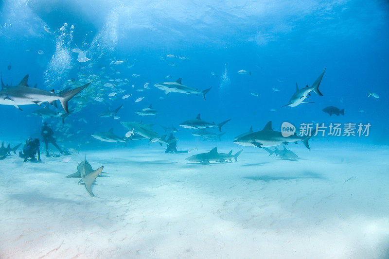巴哈马群岛的加勒比礁鲨和柠檬鲨