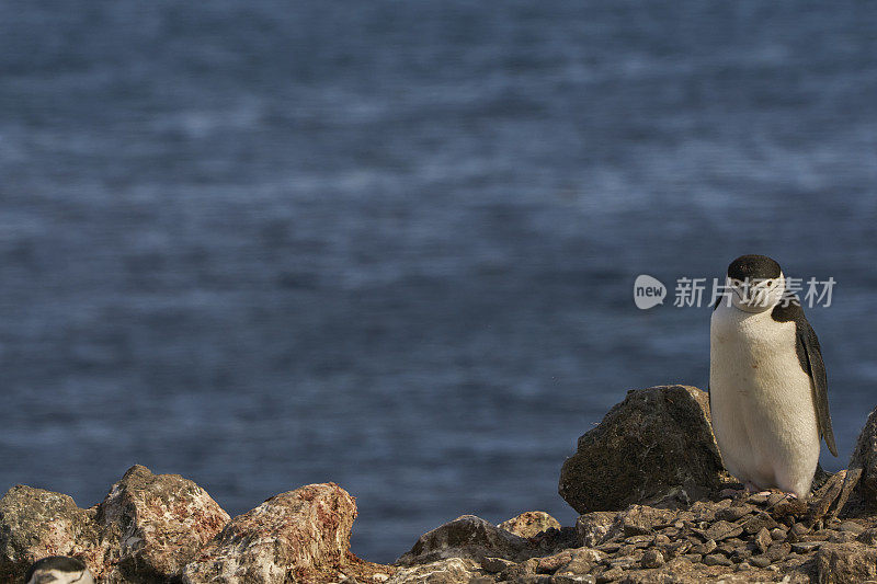 野生帽带企鹅在壮观的风景南极半岛在大的南大洋