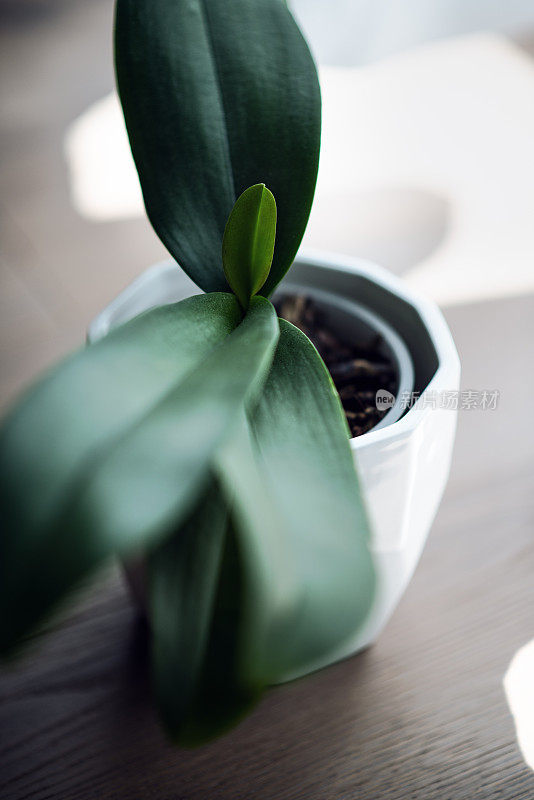 植物和花:兰花植物-兰科