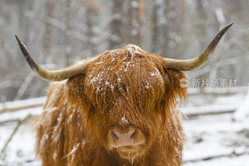 雪中的苏格兰高地牛的肖像