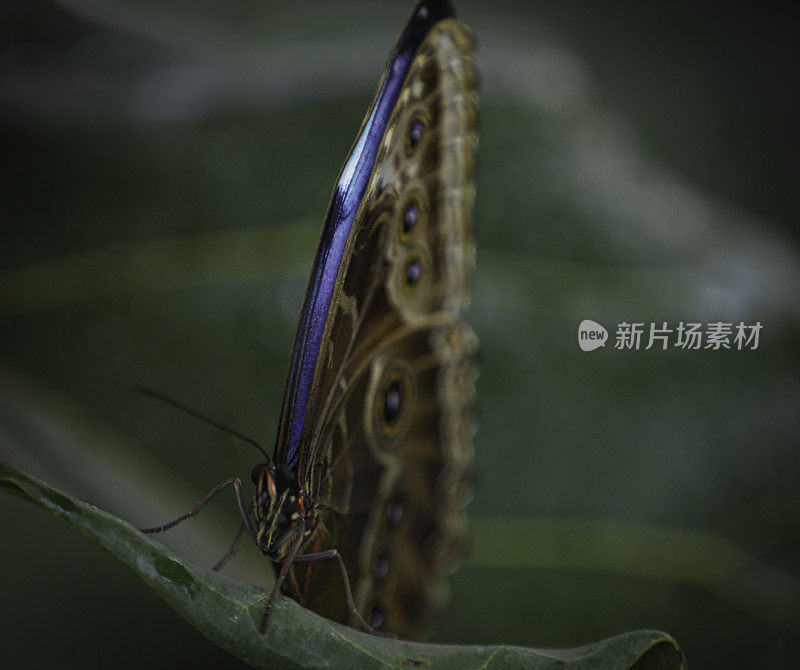 蓝色大闪蝶蝴蝶