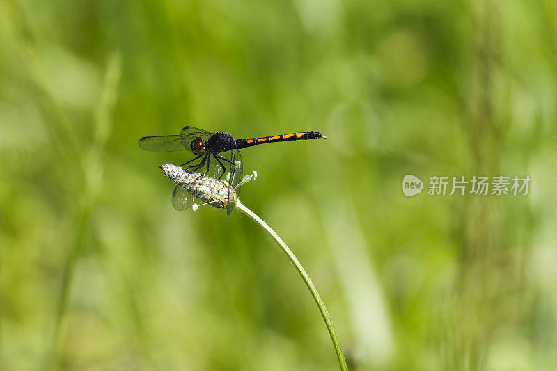 海滨Dragonlet蜻蜓