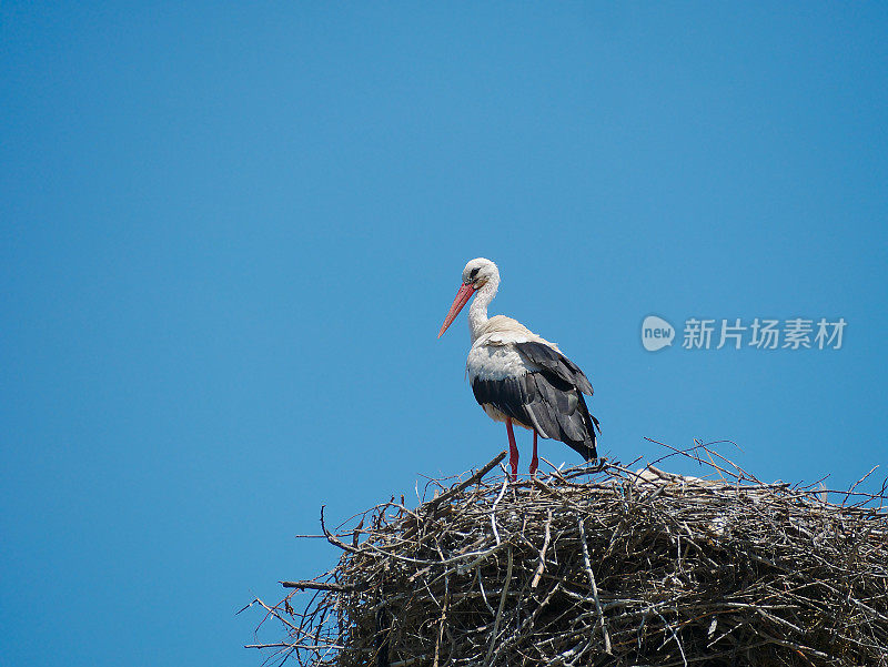 鹳鸟在筑巢