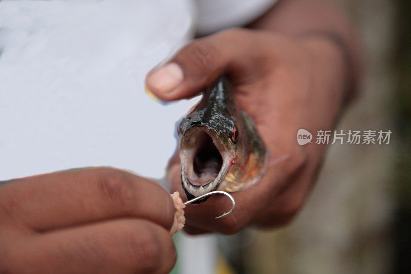 巴西亚马逊丛林河捕获的野生食人鱼