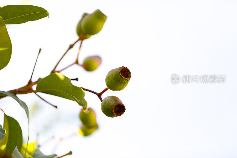 特写澳大利亚口香糖坚果，美丽的自然背景与复制空间