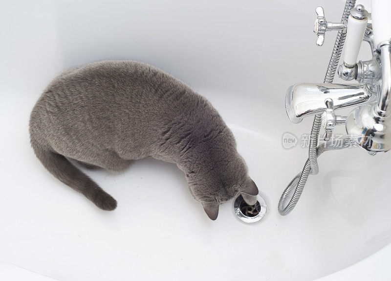 一只看着浴缸龙头滴水的猫