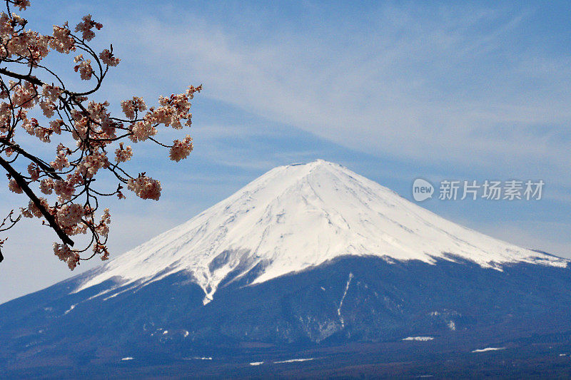 富士山和川口湖的樱花