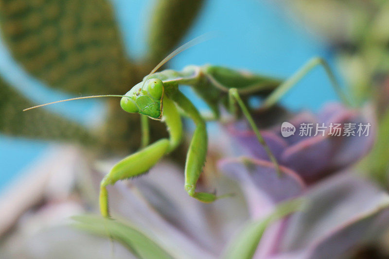 亮绿色的螳螂在多汁的仙人掌上行走的图像，三角形的头，凸出的复合眼睛，触角和扩大的前腿，集中在前景