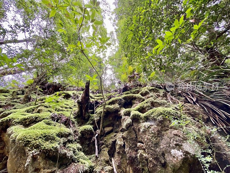 热带雨林和苔藓