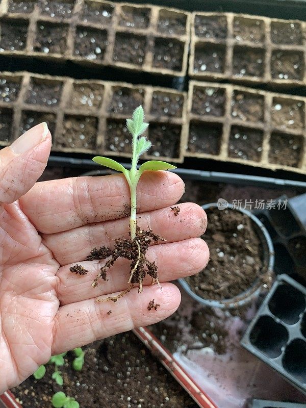 在室内种植种子和幼苗