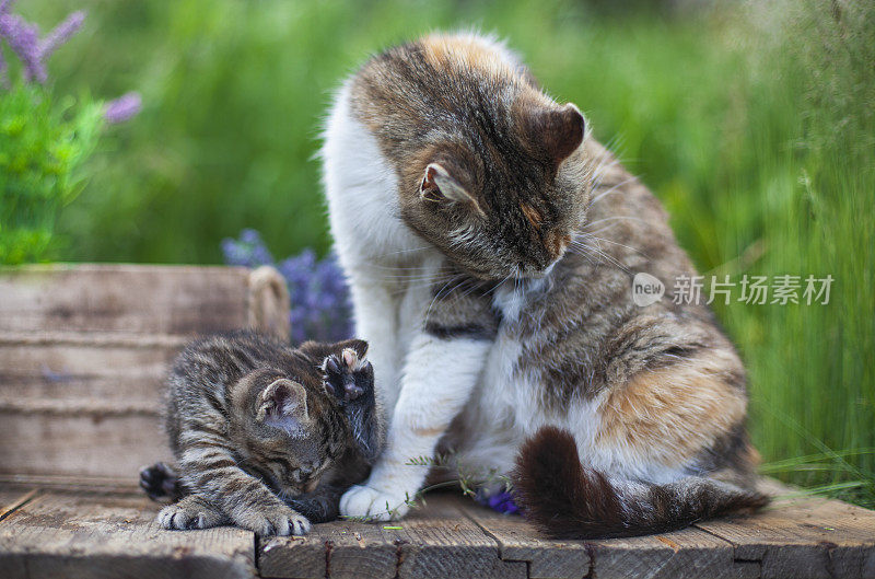 小猫和猫妈妈在春天的花园里