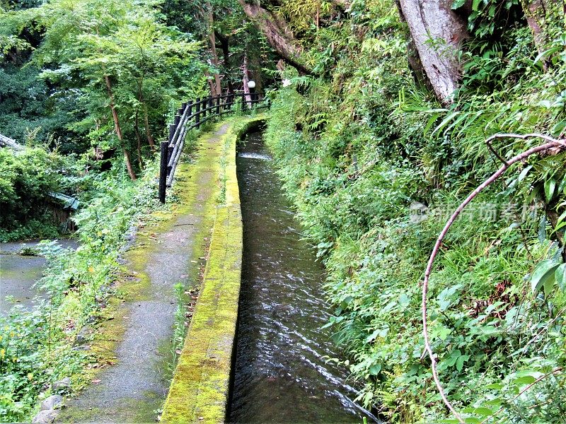 日本。7月。森林里有两条路，一条供人走，另一条靠近水源。
