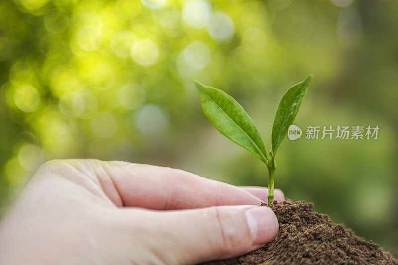 企业成长理念:关爱新生命-育婴植物