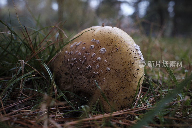 矮树丛中的蘑菇