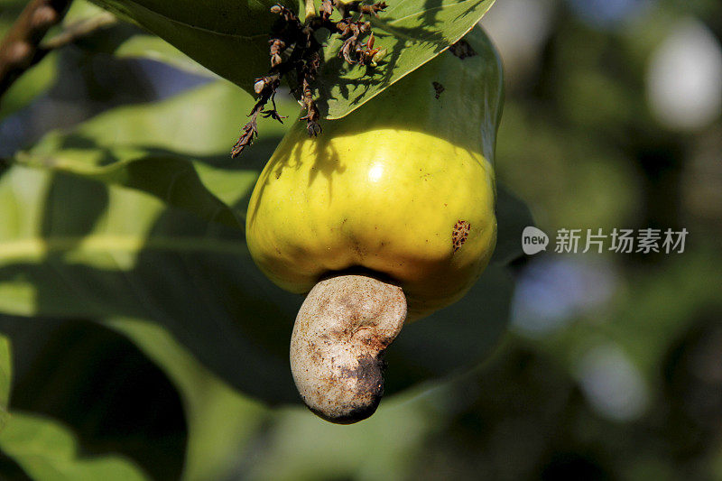 在巴伊亚的腰果种植园