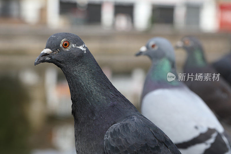 伦敦鸽子排成一排