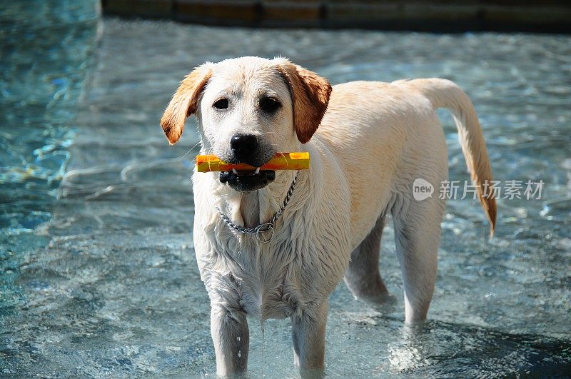 拉布拉多寻回犬小狗