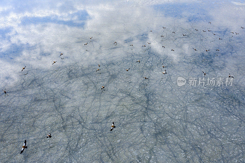 湖上的红壳鸭