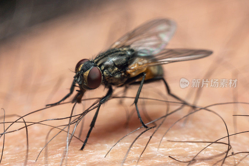 室内苍蝇对人体皮肤近距离