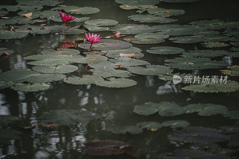 荷花池塘对黑暗的林地背景