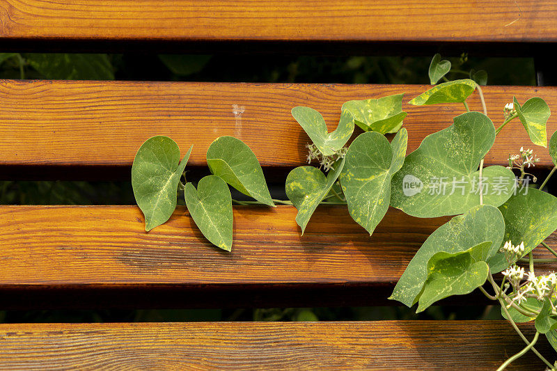 绿色的藤蔓叶子在公园长椅上