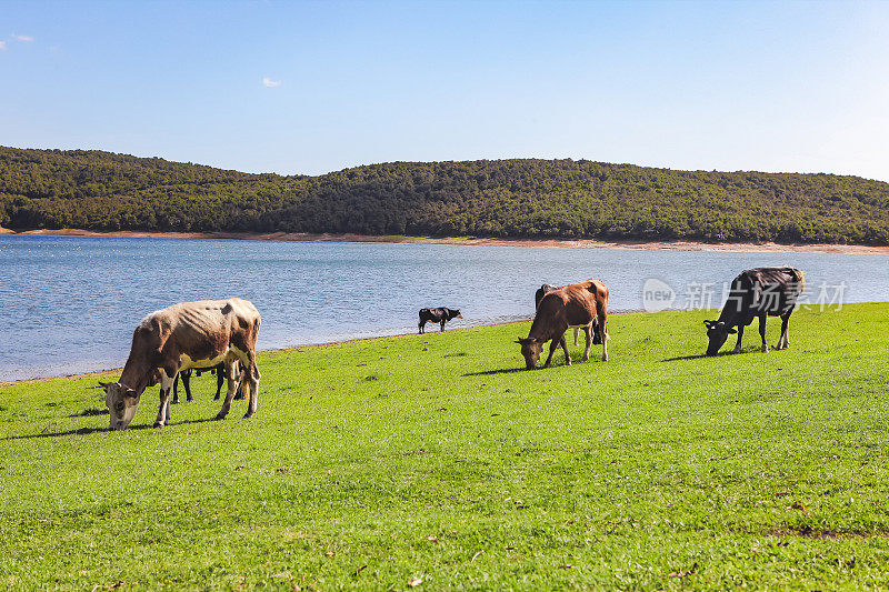 奶牛在湖边阳光明媚的牧场上吃草