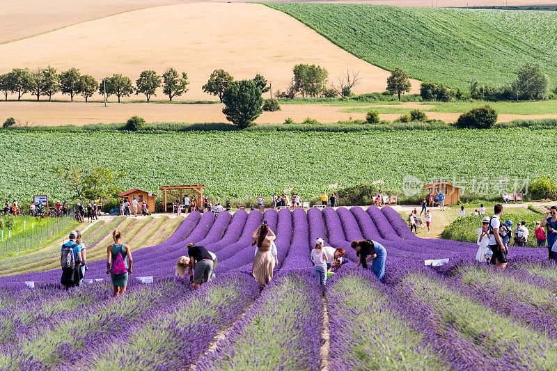 在捷克的斯塔洛维奇，人们在美丽的紫色薰衣草田前拍照