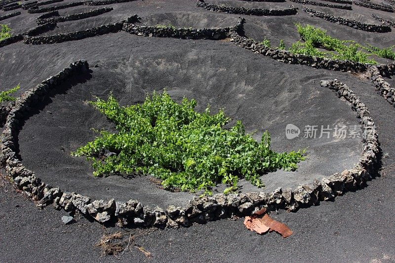 葡萄树在兰萨罗特岛