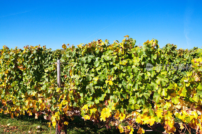 秋天，约翰内斯堡的葡萄园正值收获季节