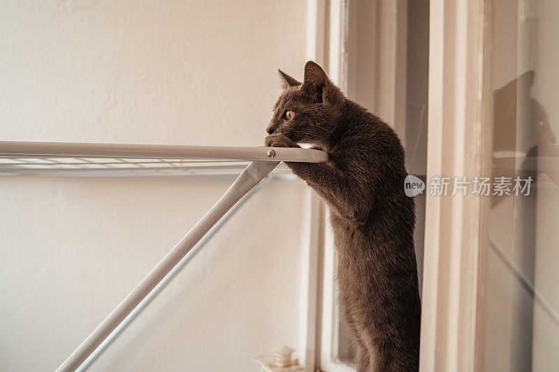 好奇的俄罗斯蓝猫探索和跳跃